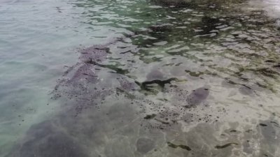 疑为行驶中的轮船漏油，使到拉哇岛海域遭到污染。