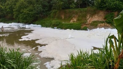 流经士乃甘榜巴西的士姑来河下游出现大量泡沫。