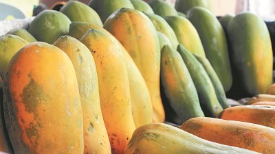 木瓜产量过去几个月因干旱而减产，如今再碰上烟霾，使得木瓜很难生长，影响产量。