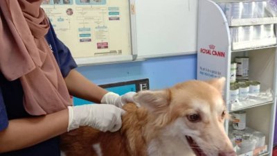 努鲁为一只流浪狗检查身体，准备进行结扎手术。