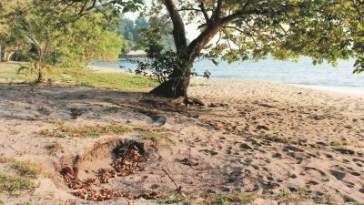 海龟主要寻找大树旁阴凉的空间产卵，如图中树下的沙地坑洞处，正是海龟产卵的巢。
