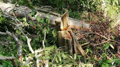 吉北巴东得腊县永久森林保护区的高品质树木，如红木、菠萝木等已被砍伐。
