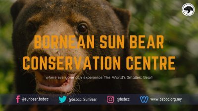 婆罗洲马来熊保育中心全靠门票收入，如今经营陷入困难。