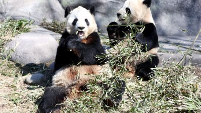 加拿大卡尔加里动物园称，因国际旅行受限，早前已计划提前送回中国的两头大熊猫目前仍滞留卡尔加里，且正面临“断炊”的挑战。