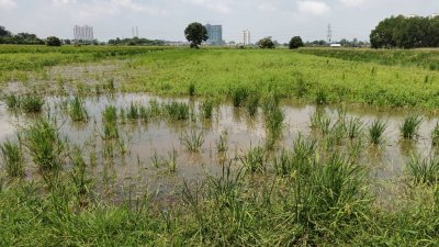 马六甲甘榜槟榔逾350英亩的稻田区，面对无水源灌溉的窘境。