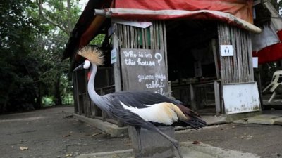 新加坡实里达西动物度假村（The Animal Resort）将于明年1月关闭。