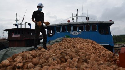 农业及农基工业部确保在行管令实施期间，国内进口椰子的供应充足。