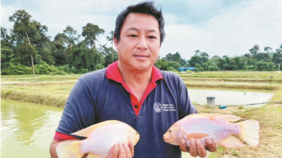 田贺忠展示至养殖4个月的高配种金凤鱼，体重已达到600克。