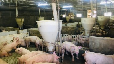 槟州猪农坚决反对州政府要每只猪征收最低4令吉的禽畜健康证明书费（SKV），并要求与槟州政府会面协商。