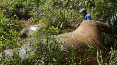 沙巴东海岸油棕园3天内发生两宗小矮象疑似被毒死的案件。