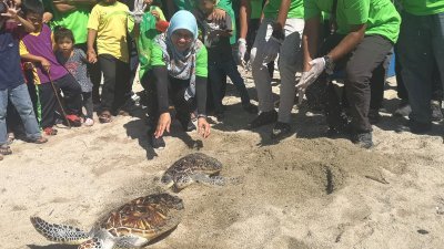 诺希达（前左）偕同渔业局官员，将两只成年的绿蠵龟放回大海。