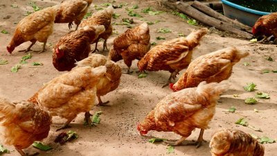 本地肉鸡市场供过于求，农场价与成本价差达每公斤1令吉40仙。