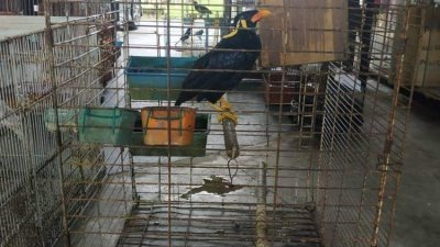印尼妇女走私超过千只稀有鸟类，最终罪成坐牢。