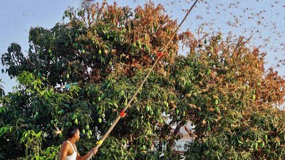 印度拉贾斯坦邦斋浦尔市的民众，利用长棍驱赶家前芒果树上的蝗虫，以免果实被吃光。