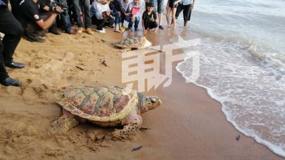 民众在海滩上围观，看著7岁的海龟重新投入大海怀抱。