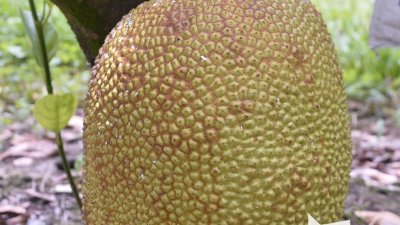 与榴梿相同，菠萝蜜也有分为A果、B果及C果，其中A果一般上的重量介于15公斤以上。（摄影：曾钲勤）