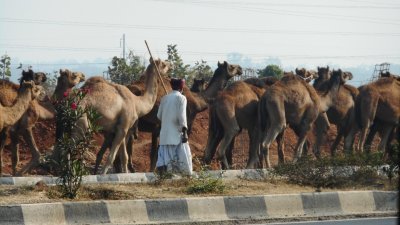 中东呼吸综合症（MERS）是其中一个人畜共患疾病。根据世卫网站指，MERS病毒起源尚不十分清楚，但根据不同病毒的基因组所做分析，人们认为它可能源自蝙蝠，并在很久之前传到了骆驼。这是印度珀德拉沃蒂市的骆驼群。（图取自Unsplash图库）