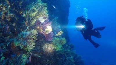 图为潜水员今年4月底在海底观察污染减少后，蓬勃生长的海扇、珊瑚群等海洋生物的状况。