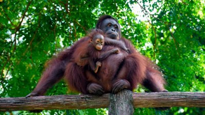太平动物园母猿在近期诞下新生宝宝，为太平动物园增添新成员。