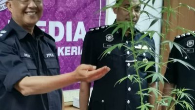 奥玛峇迪（左）向媒体展示嫌犯悉心照顾的大麻树。