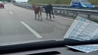 有网民拍到两只小牛出现在芙蓉-波德申大道（SPDH）狂奔，险象环生。