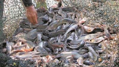 泥鳅生命力极强，属于容易饲养的淡水鱼，在人工养殖场内饲养存活率高。