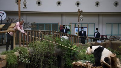 国家元首苏丹阿都拉陛下，喂熊猫吃竹子。