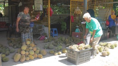 随著首相宣布民众可以跨州，峇都古劳的榴梿业者估计榴梿销量将提高50％。