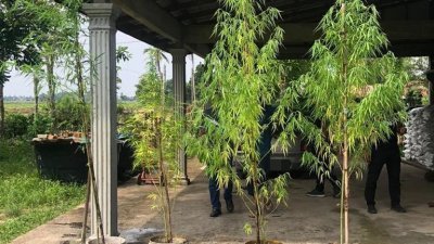 男子在自家庭院非法种植大麻树，遭警方逮捕。