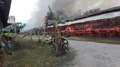 甘榜榜娥西塘吉里一座养鸡场周六下午发生火灾，将1万5000只小鸡悉数烧死，令东主损失惨重。