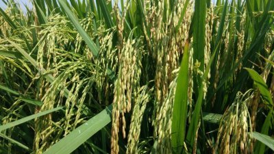 香米的稻穗比本地米软，每串稻米的平均数量为150粒，比本地米的170粒少。