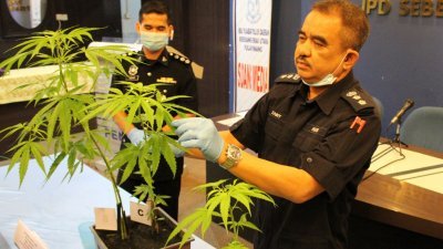 诺再尼周一在记者会上，向媒体展示警方起获的大麻树。