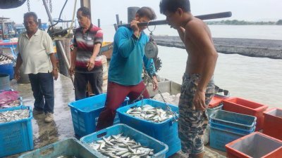 渔民码头堆满一筐筐的甘望鱼，一些小只的甘望鱼只能当杂鱼卖予养殖业者充当饲料。