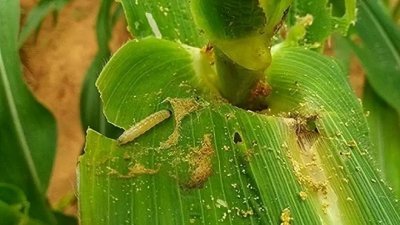 秋行军虫是世界十大植物害虫之一，幼虫喜食玉米、甘蔗、高粱、马铃薯等80多种植物，致其受害后一般减产20%至30%，严重时造成绝收。