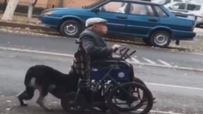 马格努斯（Magnus）时不时地将身体钻到轮椅下，帮70岁主人前进。（图截自YouTube）
