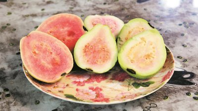 红心番石榴更为香甜，深受市场欢迎。图为高晶生态柚子园所栽种的3种红心番石榴，颜色由深到浅。