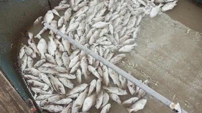 瓜拉古楼养鱼场发生鱼只集体死亡事件，渔民面对巨大的损失。