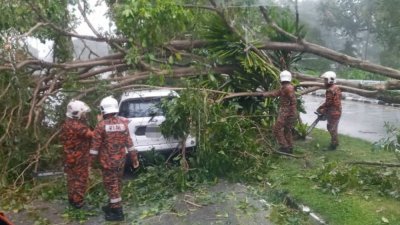 医院路大树倒塌，压中一辆休旅车，消拯员刻在移开树木。（消拯局提供）