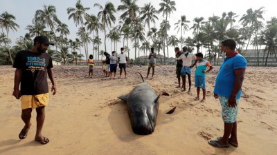 周二斯里兰卡发生大规模领航鲸搁浅事件，其中120头顺利获救，不过仍有至少两头死亡。图为当地居民为在死亡的领航鲸只旁围观。（图取自路透社）