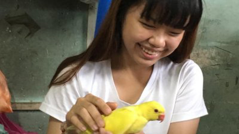 韩欣颖特别喜爱鹦鹉，培育不少小鹦鹉，图为她培育的长尾鹦鹉。