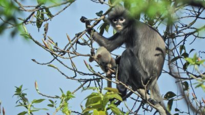 波巴叶猴是长尾猴，长著白眼圈，头顶毛发蓬松。这是德国莱布尼茨灵长类动物研究所提供，于2018年2月26日在缅甸波巴山拍摄，一只成年雌性波巴叶猴和一只小波巴叶猴在一棵树上。