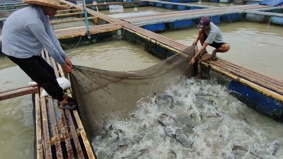 河流中生长的巴丁鱼，长时期需要逆水游动，肉质比池塘养殖的巴丁鱼结实，活动力更高。