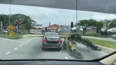 社交媒体周六（28日）流传一则视频，显示一辆轿车横载著香蕉树行驶路中，阻碍公众交通，引起网民热议。（图截自视频）