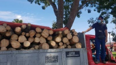 森林局执法人员正在检查罗里上的橡胶木。