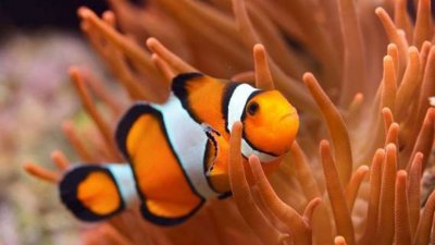 登嘉楼岛屿访客受促勿触碰、干扰及捕捉小丑鱼，否则会造成天然海域的小丑鱼逐渐减少。