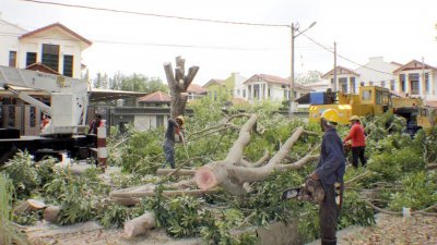 工作人员分开数阶段进行砍伐及清理老树工作。
