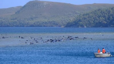 从远处望去，只见无数的鲸鱼正密密麻麻地搁浅在麦夸里角浅水区，救援人员乘小艇在附近观察，评估救援的可能性。（路透社）