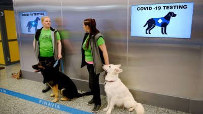 这项由芬兰政府出资的实验计划，训练嗅觉灵光的狗加入防疫大军，“进驻”赫尔辛基机场，轻易就能把新冠病毒“闻”出来。（图取自路透社）