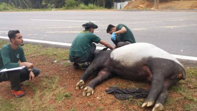 一只重达350公斤的马来貘惨死在公路上。