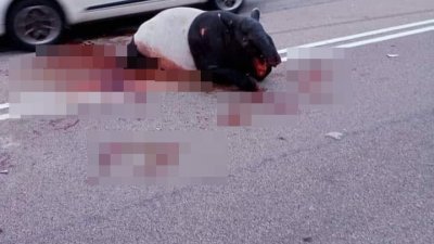 马来貘过马路准备回到山林时，突然遭到一辆闪避不及的轿车撞上，造成身体和脚部都受伤，现场一片血迹。